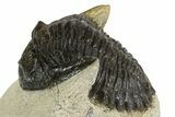 Bargain Hollardops Trilobite Fossils - 1 to 3" - Photo 8